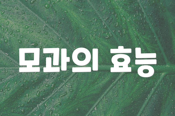 모과의 효능