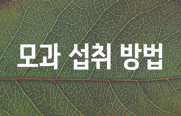 모과 섭취 방법