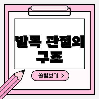 발목 관절의 구조
