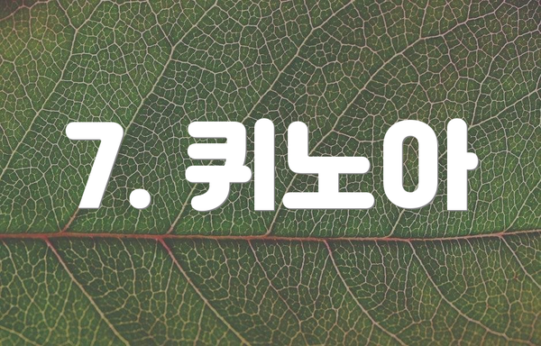 7. 퀴노아