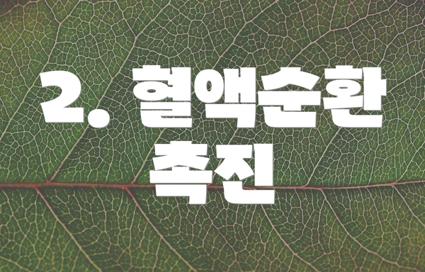 2. 혈액순환 촉진